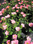 Preview: Bodendecker-Rose Pretty Girl2